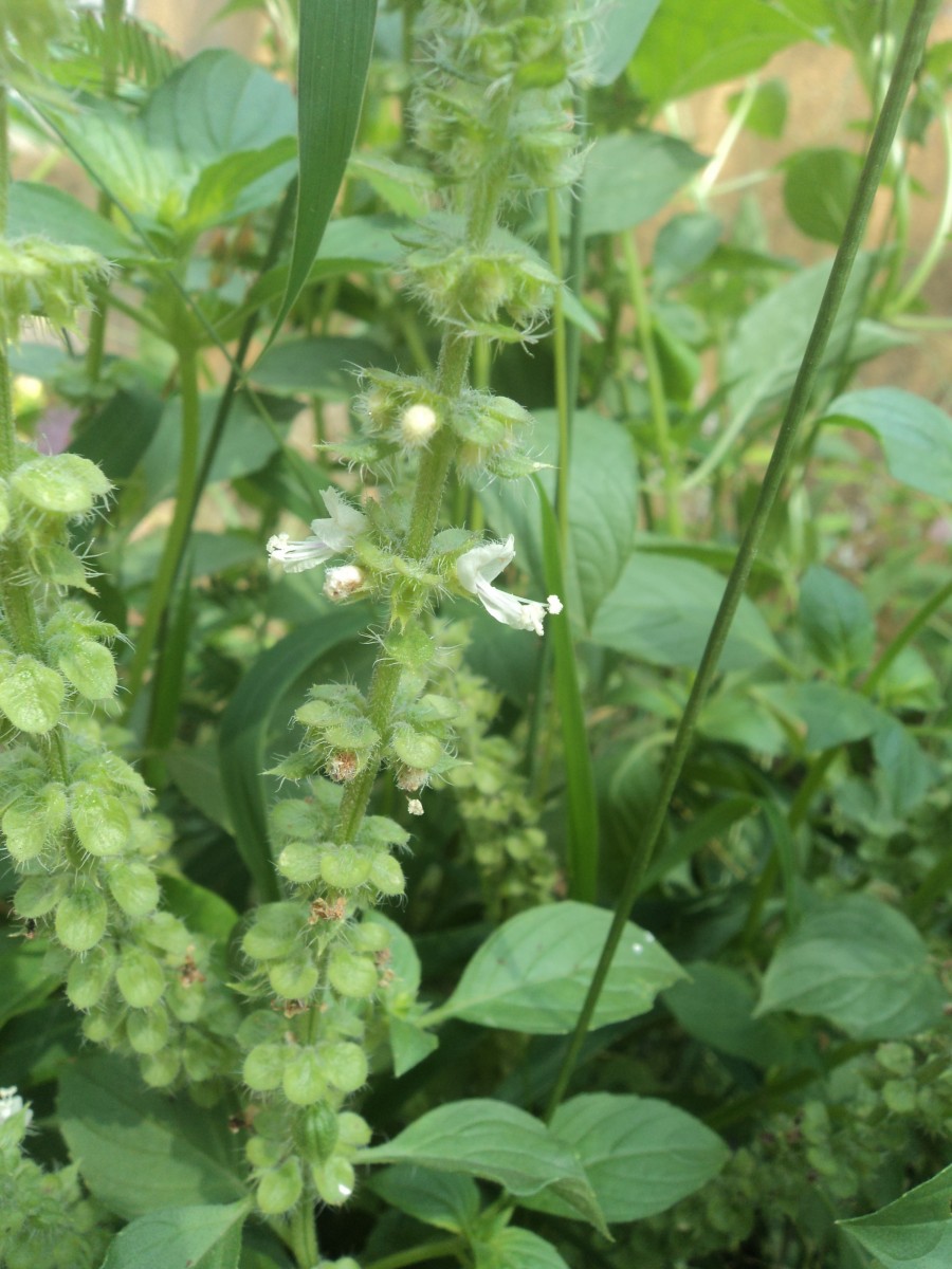 Ocimum americanum L.